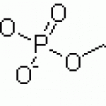 α-GPC